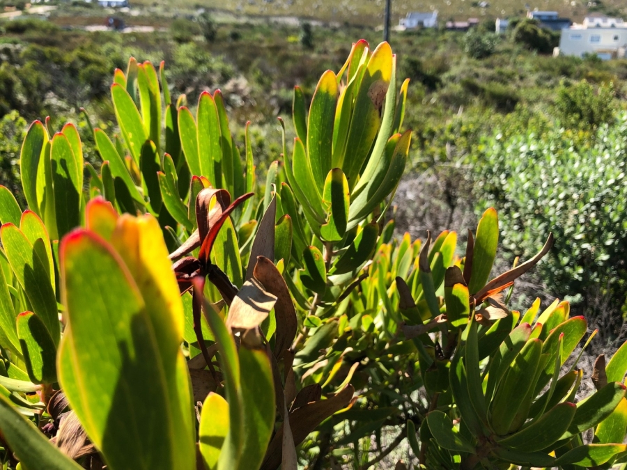 0 Bedroom Property for Sale in Bettys Bay Western Cape